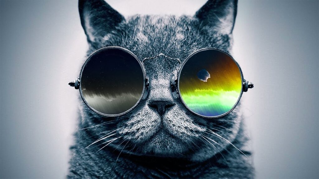 cool cat